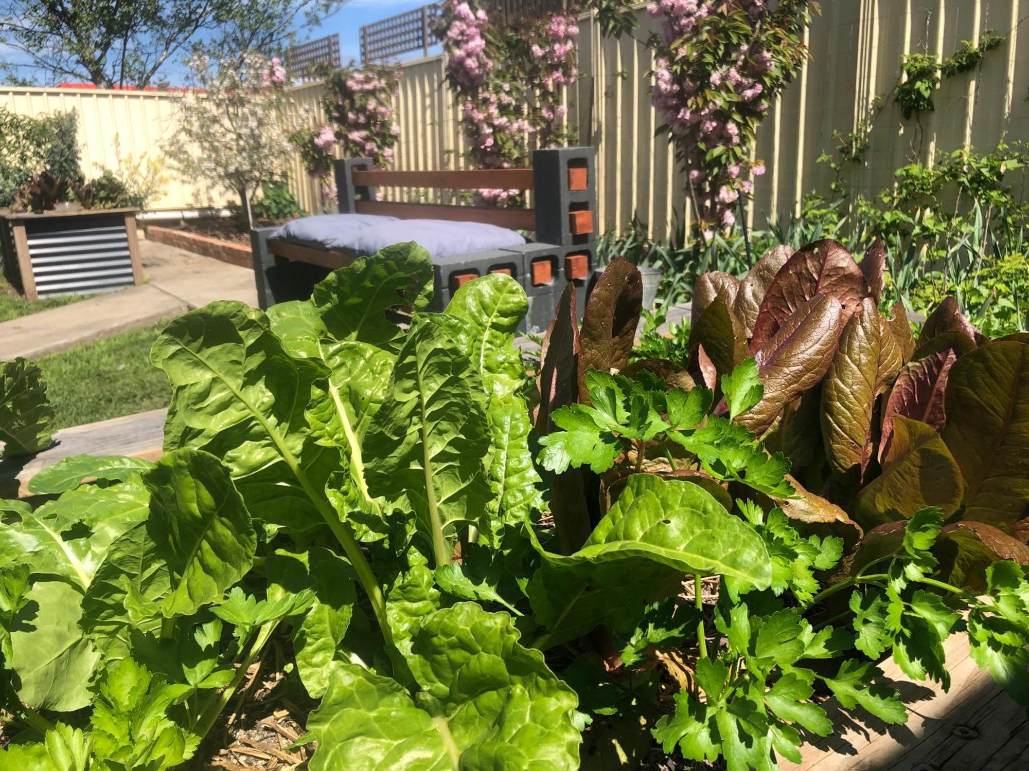 Lovely Budget Vegan Homestay Launceston Zewnętrze zdjęcie
