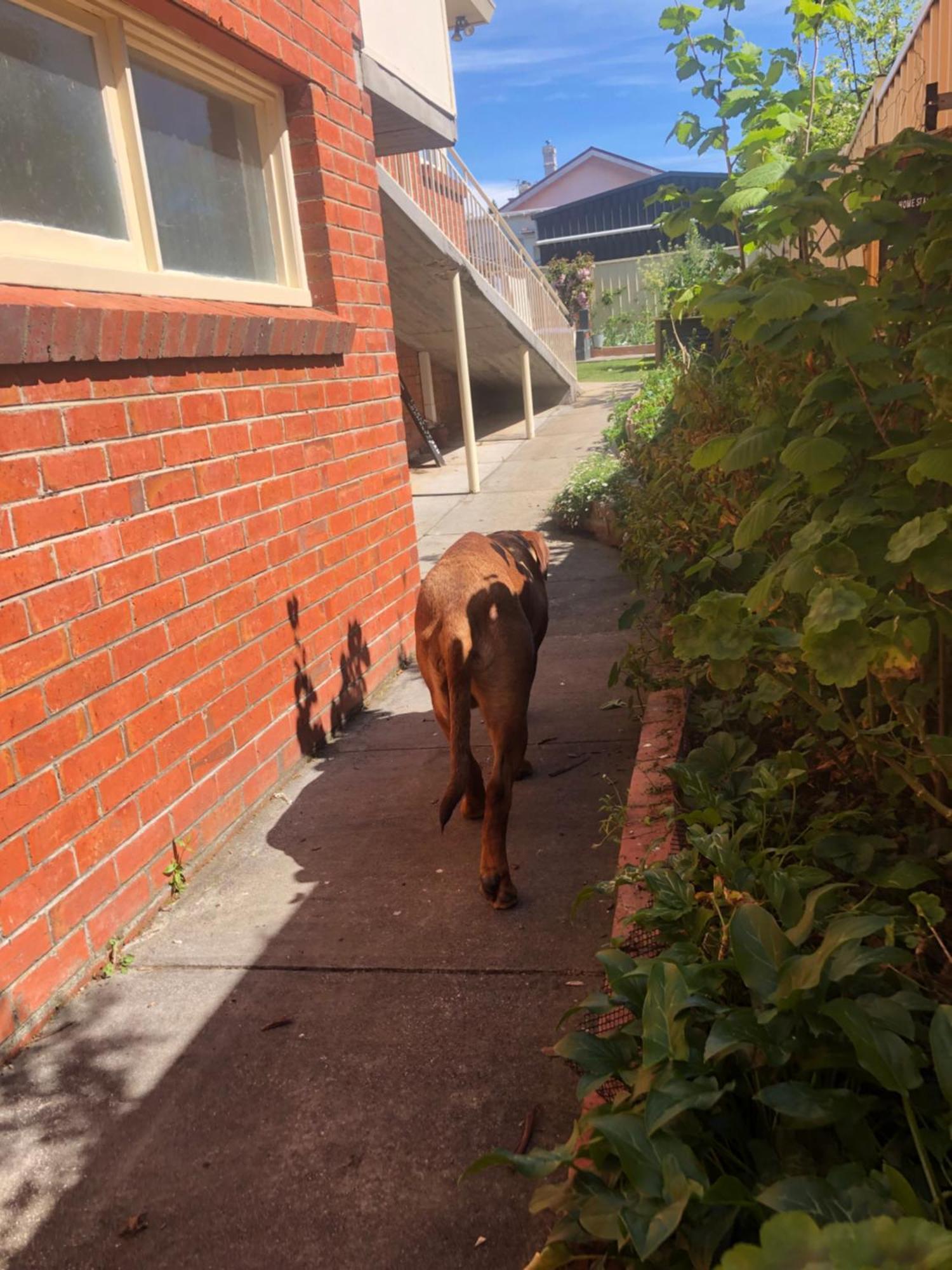Lovely Budget Vegan Homestay Launceston Zewnętrze zdjęcie